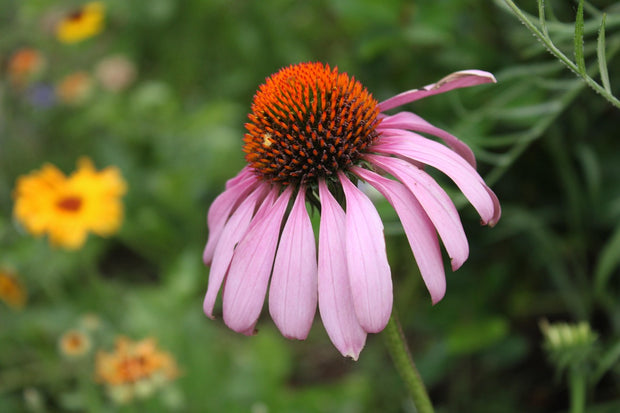 Coneflower Pale Purple (Echinacea pallida)