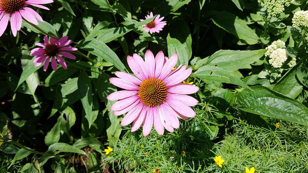 Coneflower, Purple (Echinacea purpurea)
