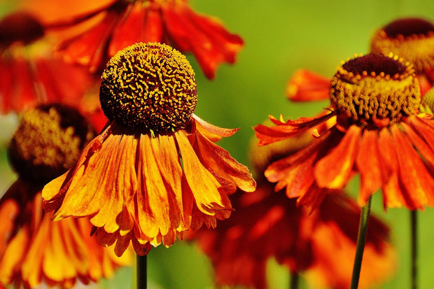 Coneflower - Art Orange (Echinacea purpurea 'Art Orange')