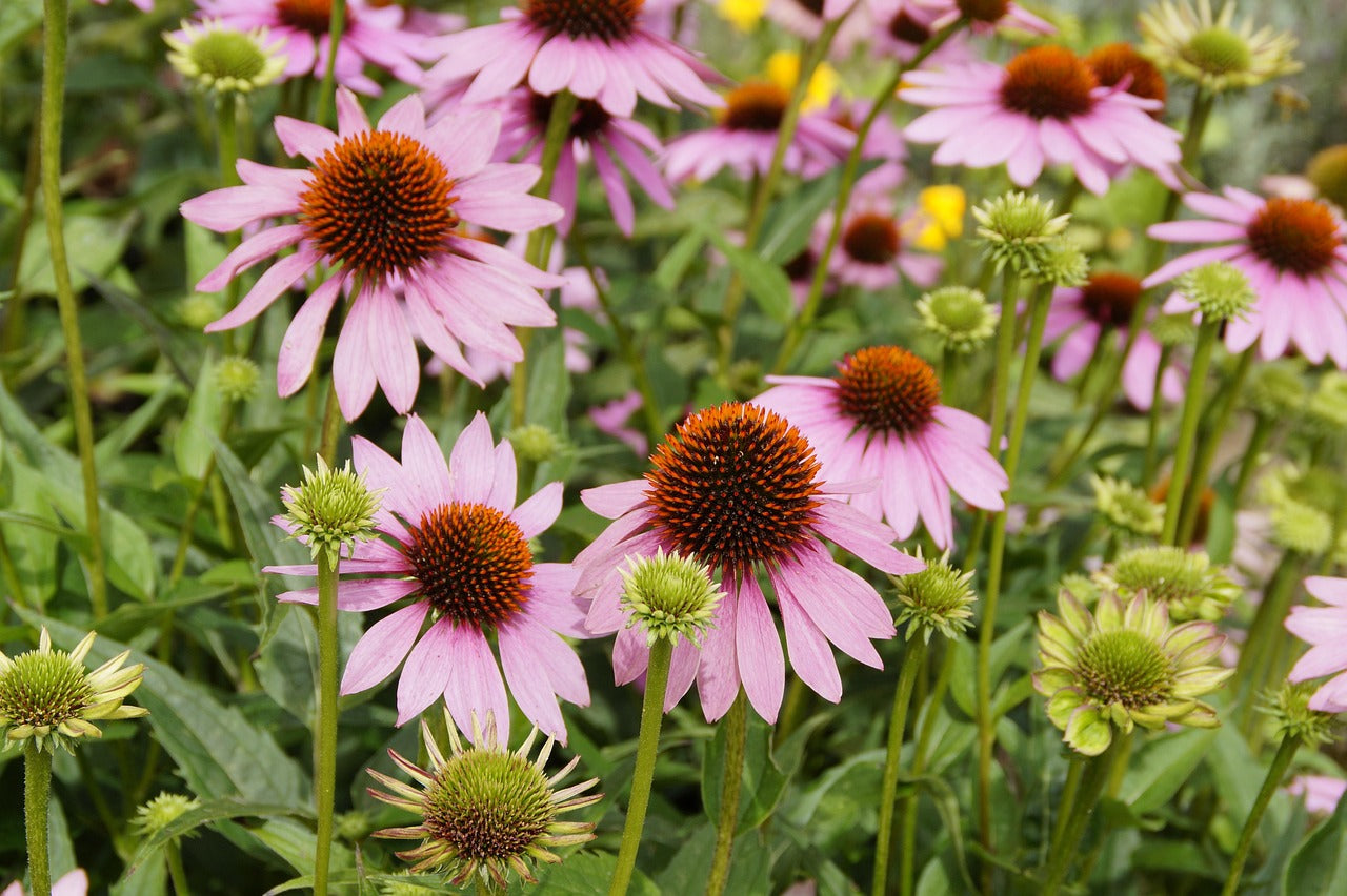 echinacea purpurea magnus seeds Buy Coneflower Eastern Purple at Finding Nectar