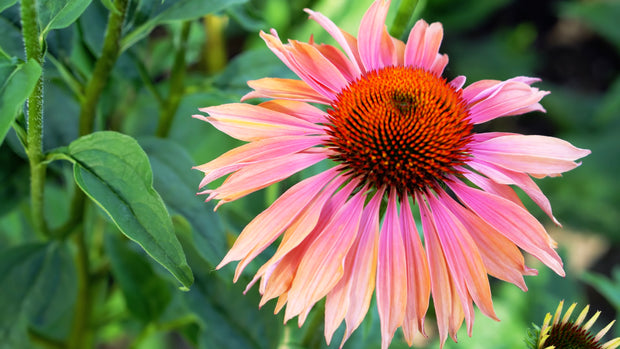Coneflower - Rainbow (Echinacea purpurea 'Rainbow')