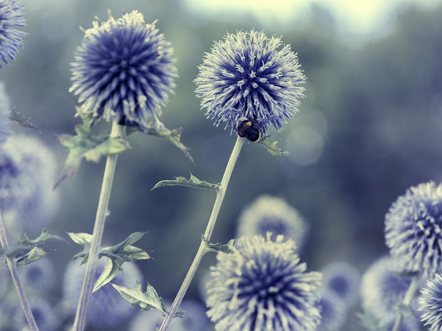 Globe Thistle - Blue (Echinops ritro)