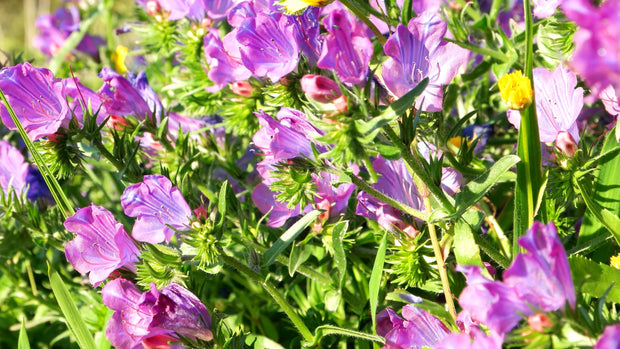 Echium 'Rose Bedder' (Echium plantagineum 'Rose Bedder')