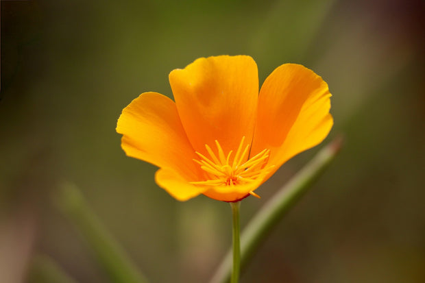 Poppy California 'Orange' (Eschscholzia california 'Orange')