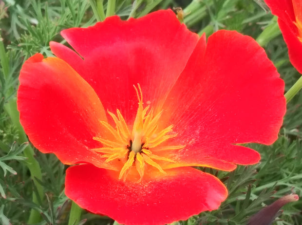 Poppy - Red Chief California (Eschscholzia california 'Red Chief')