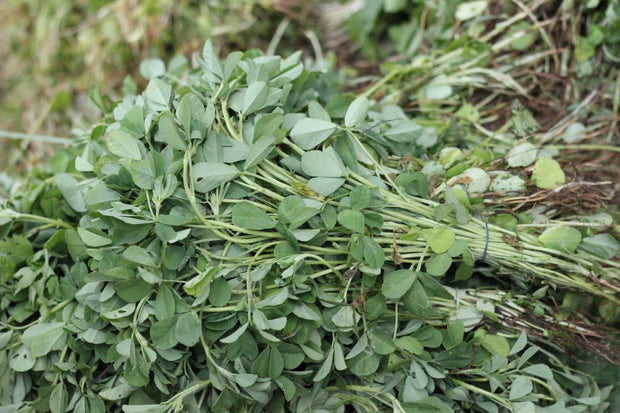 Fenugreek (Trigonella Foenum-graecum)