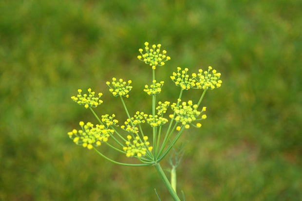 Fennel Florence (Foeniculum Vulgare)
