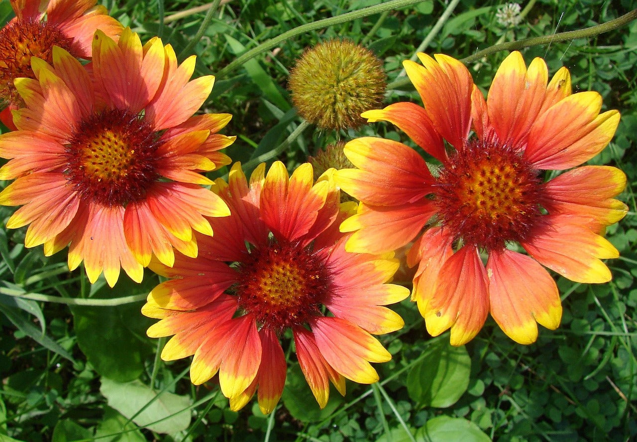 Buy Blanket flower (Gaillardia aristata) Finding Nectar