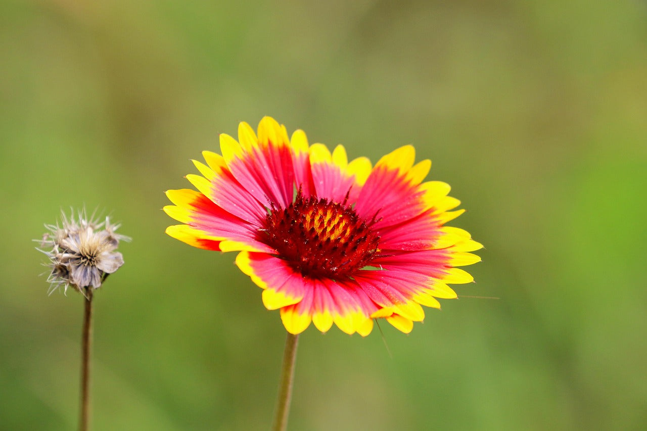 Buy Blanket Flower Indian blanket (Gaillardia pulchella)