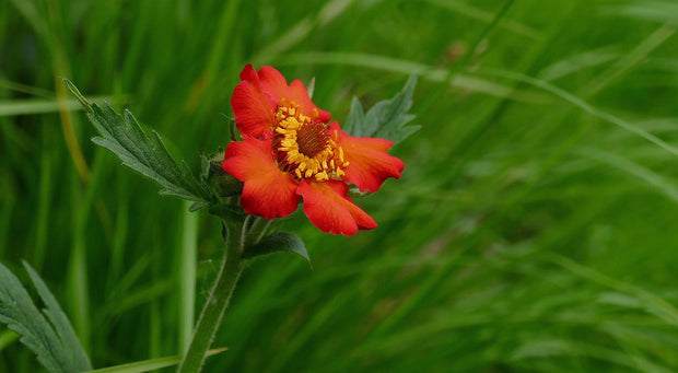 Geum 'Mrs Bradshaw' (Geum chiloense 'Mrs Bradshaw')