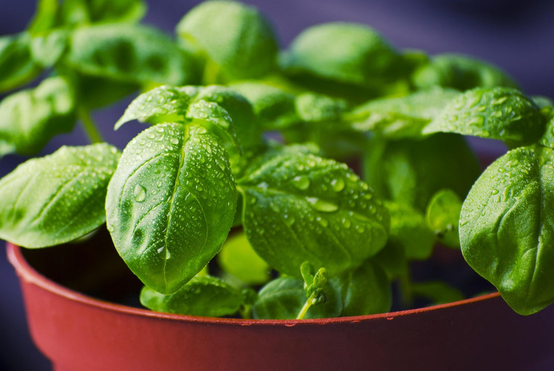 holy basil potted plant Green Holy Basil (Ocimum tenuiflorum)