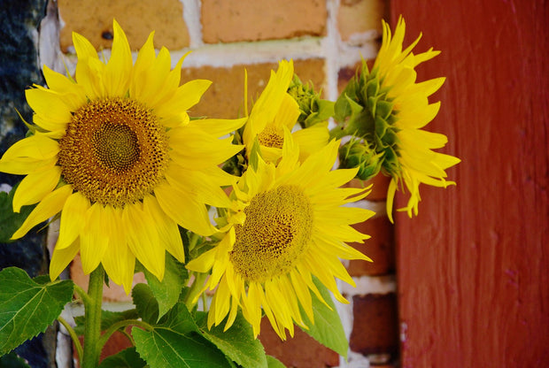 Sunflower 'Mammoth Grey Stripe' (Helianthus annuus 'Grey Stripe')