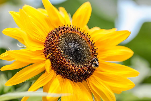 Sunflower 'Incredible' (Helianthus annuus 'Incredible')