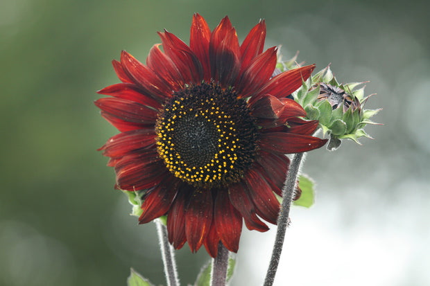 Sunflower 'Velvet Queen' (Helianthus annuus 'Velvet Queen')