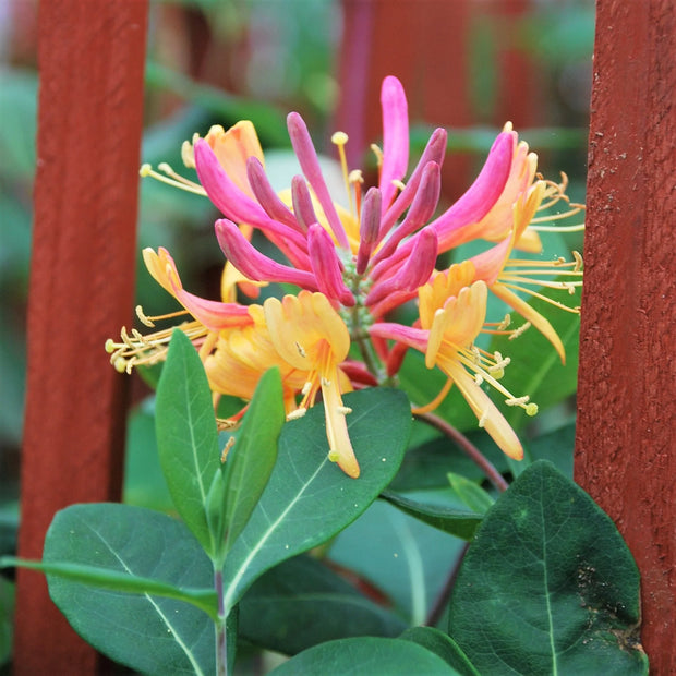 Honeysuckle,Gold Flame - Lonicera Heckrottii