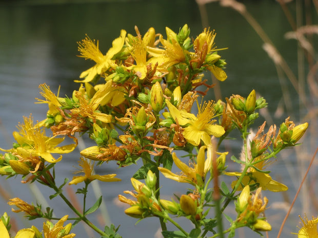 St John's Wort (Hypericum perforatum)