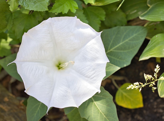 MoonFlower	(Ipomoea alba)