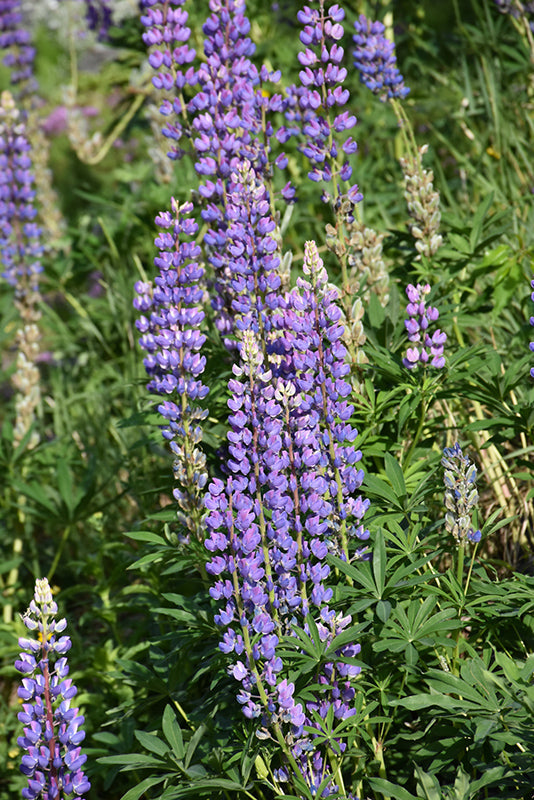 Lupine, wild (Lupinus perennis)