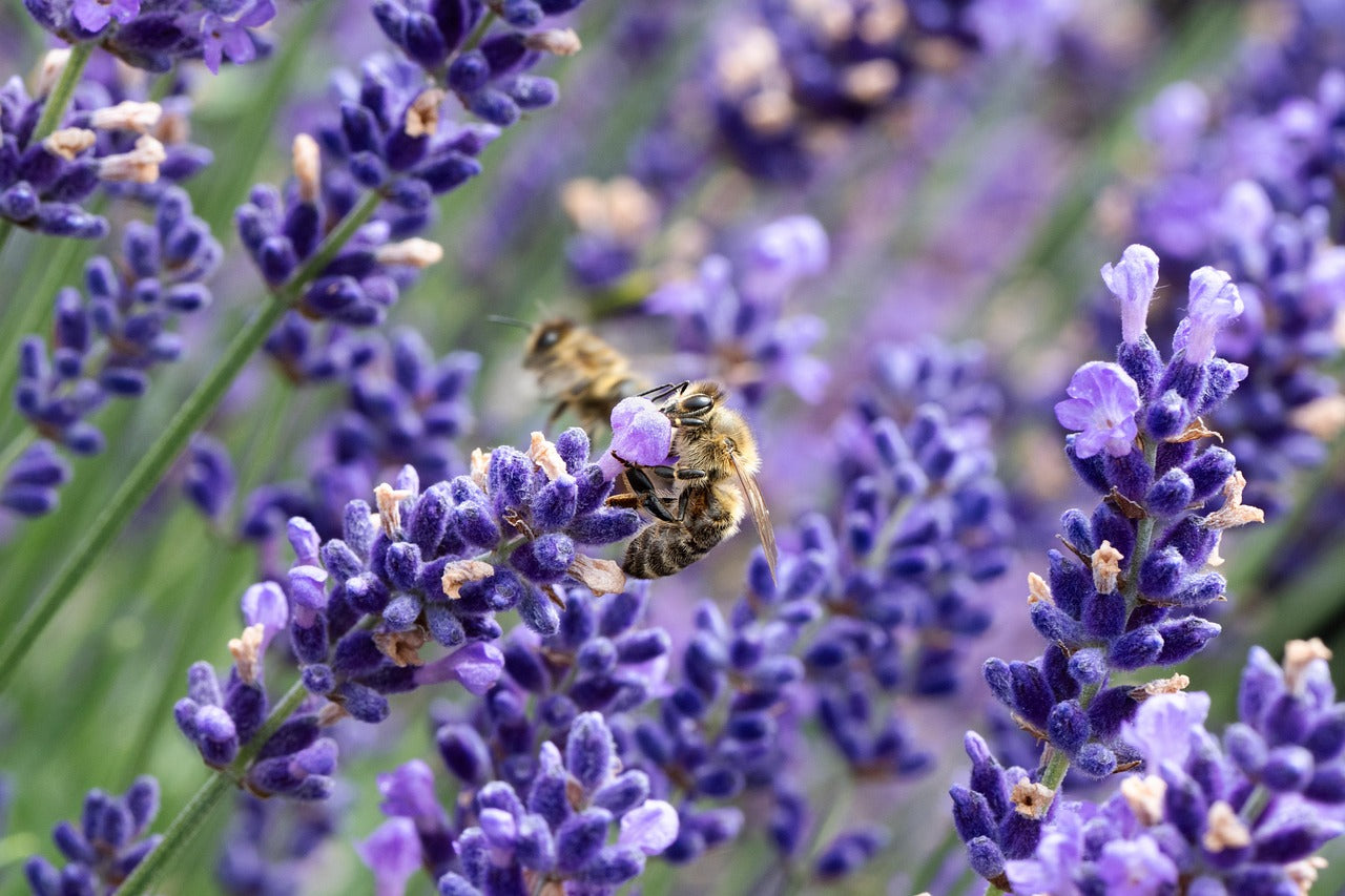 Lavender 'Munstead' (Lavandula angustifolia) - Finding Nectar