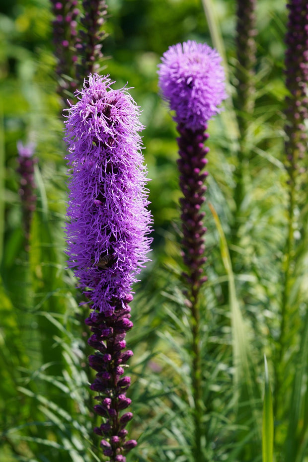grass herbicide blazing star Buy Gayfeather Blazing Star (Liatris spicata) at Finding Nectar