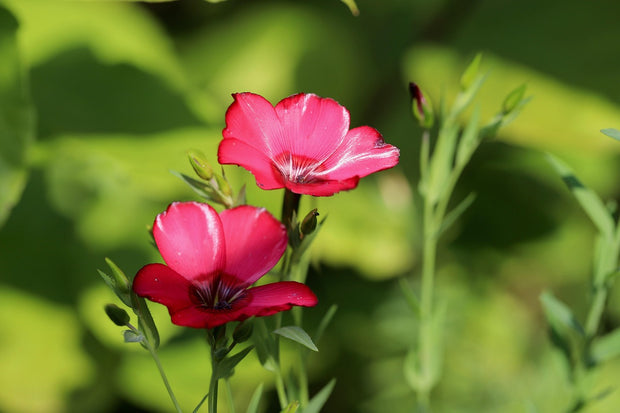 Flax, Scarlet (Linum grandiflorum rubrum)