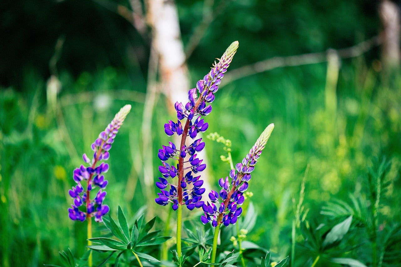 Mountain Lupine (Lupinus Alpestris) at Finding Nectar