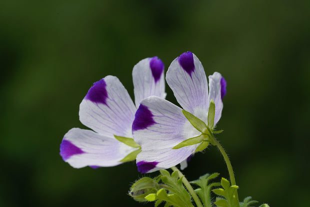 Five Spot (Nemophila Maculata)