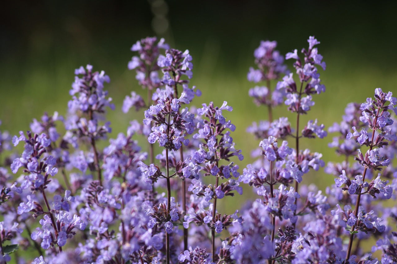 Buy Catnip (Nepeta Cataria) at Finding Nectar