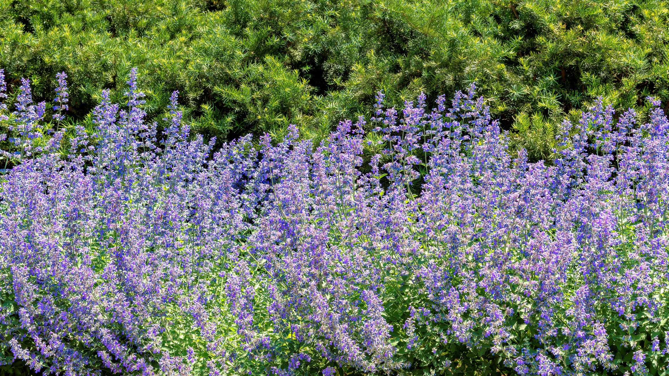 Buy Catmint (Nepeta mussinii) at Finding Nectar