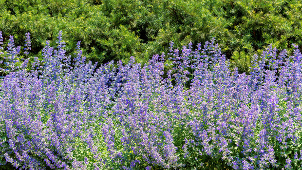 Catmint (Nepeta mussinii)