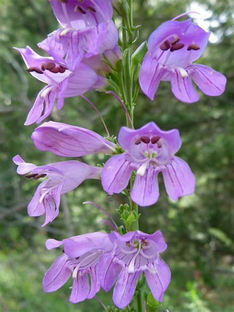Penstemon, Beardtongue, one-sided (Penstemon unilateralis)