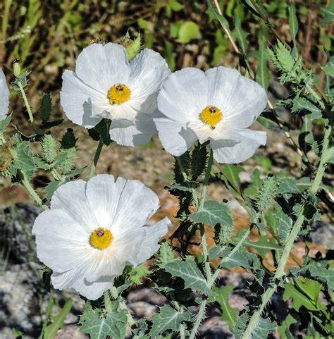 Prickly Poppy (Argemone polyanthemos)