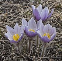 Pasque Flower (Pulsatilla patens)