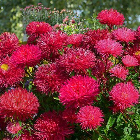 Aster - Red (Callistephus tall double gremlin red)