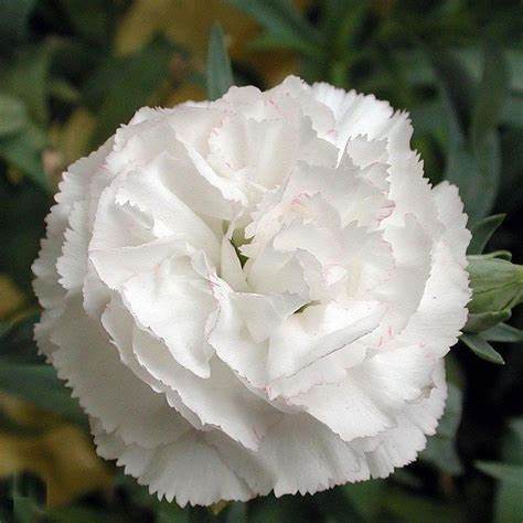 Dianthus Carnation (Dianthus caryophyllus grenadin white)