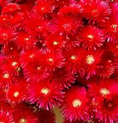 Ice Plant, Red (Dorotheanthus bellidiformis gelato bright red)