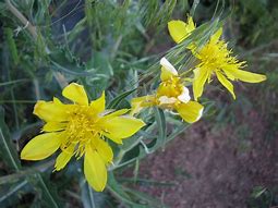 Adonis Blazingstar (Mentzela multiflora)