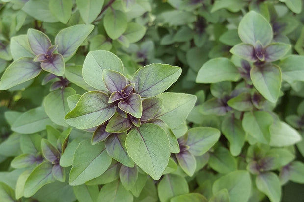 Thai Basil (Ocimum Basilicum Thai Siam Queen)
