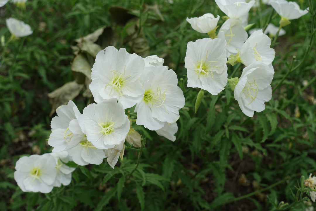 Buy Primrose, Pale Evening (Oenothera Pallida) at Finding Nectar