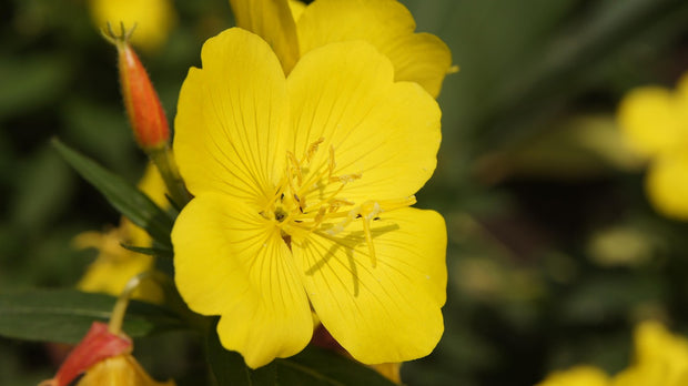 Big Fruit Evening Primrose (Oenothera macrocarpa)