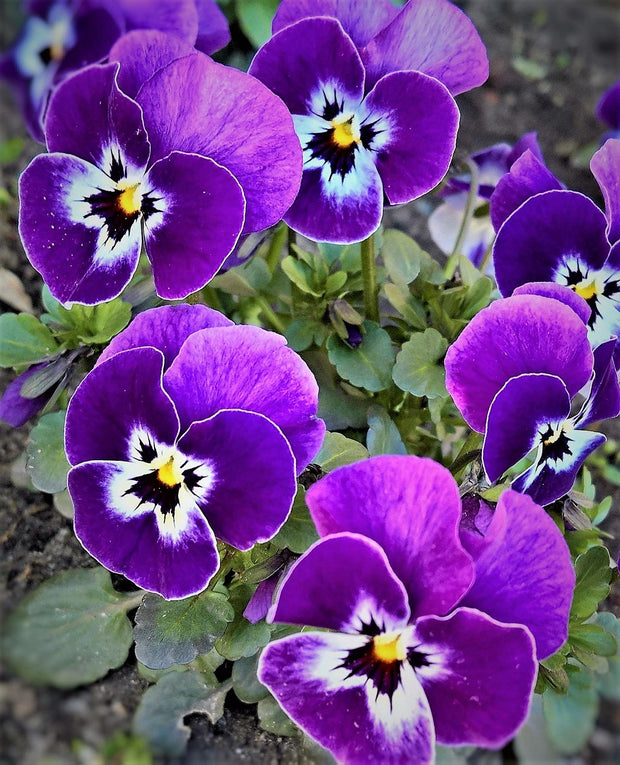 Pansy 'Viva La Violet' (Pansy mammoth 'viva la violet')