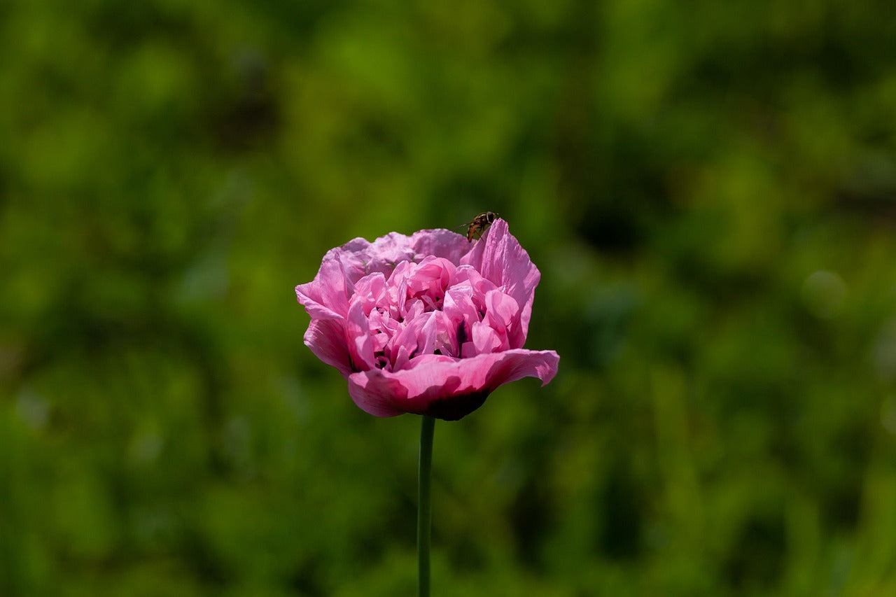 Poppy Peony 'Purple' (Papaver paeoniflorum) - Finding Nectar