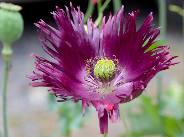 Poppy - Black Swan (Papaver somnifernum)