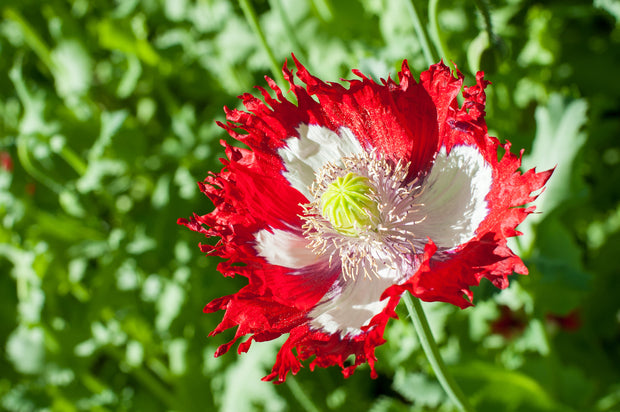 Poppy 'Danish Flag' (Papaver somniferum 'Danish Flag')