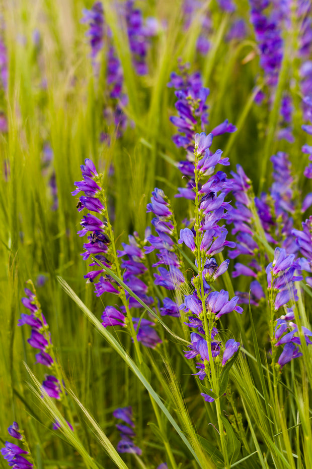 Penstemon rocky mountain (Penstemon Strictus)