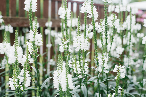 Obedient 'White' (Physostegia 'Virginiana White')