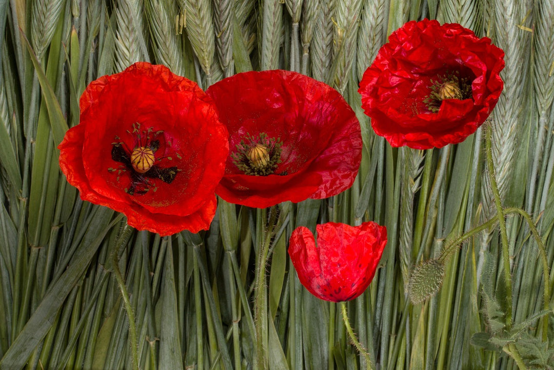 Red Corn Poppy Seeds (Papaver Rhoeas) – American Legion Variety, Bulk 55,000 Seeds For Planting-526999