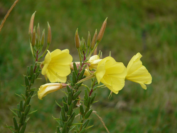 Primrose, Riparian (Oenothera elata)
