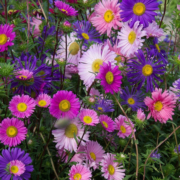 Aster - China Blend (Callistephus chinensis)