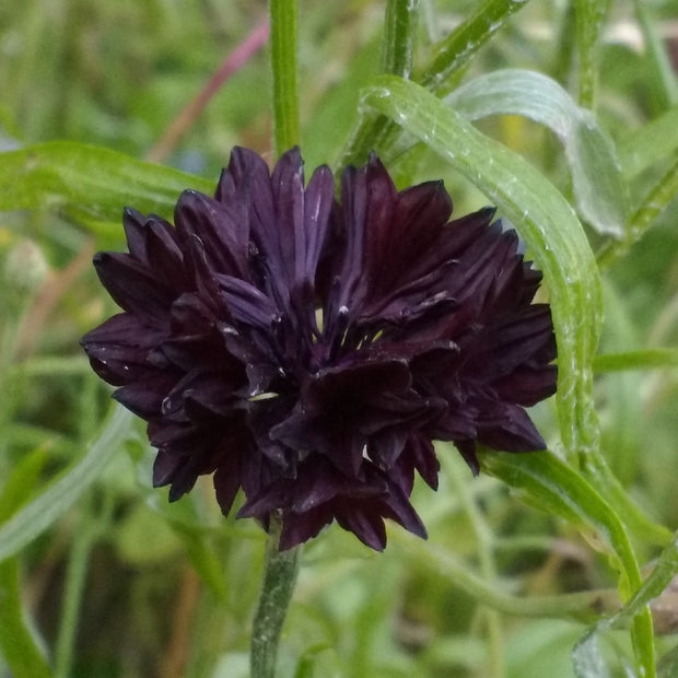 Cornflower (Centaurea Cygnus Tall Double Bell Black)